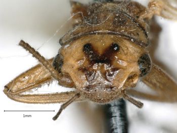 Media type: image;   Entomology 11352 Aspect: head frontal